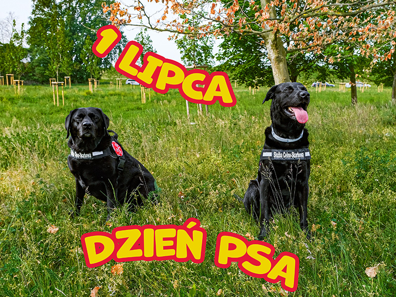 Dwa czarne labradory z opolskiej Służby Celno-Skarbowej siedzą na łące. Z lewej Bella, po prawej Hunter