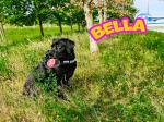 czarny labrador Bella z opolskiej Służby Celno-Skarbowej siedzi na trawniku