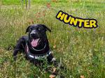 czarny labrador Hunter z opolskiej Służby Celno-Skarbowej leży w trawie